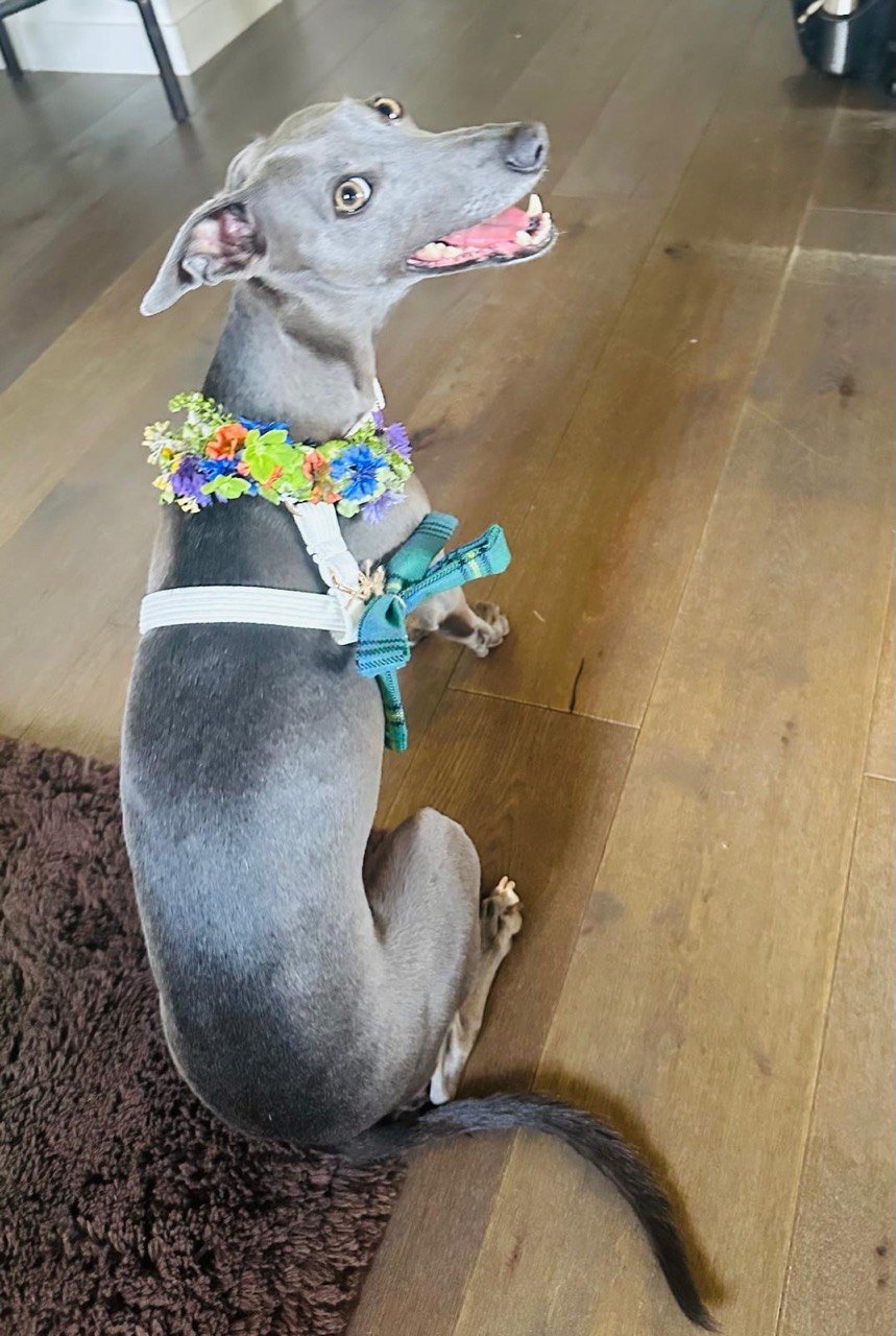 A grey whippet sitting in a white harness with a flower garland and teal bow