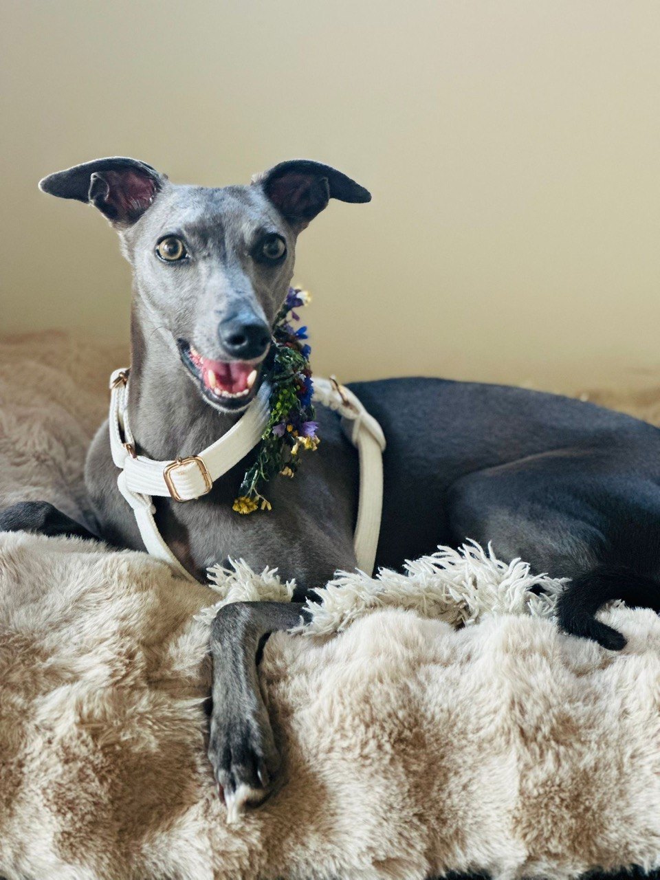 A grey whippet lying on a beige blanket wearing a floral garland